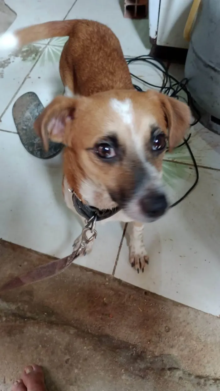 Cachorro ra a SRD-ViraLata idade 1 ano nome Jack