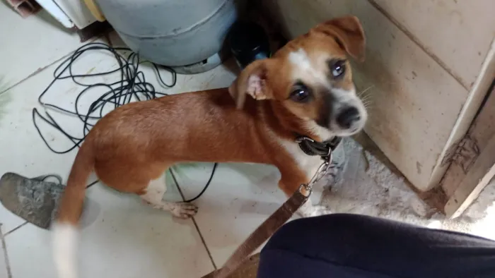 Cachorro ra a SRD-ViraLata idade 1 ano nome Jack