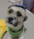 Tonico 