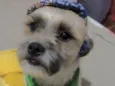 Tonico 