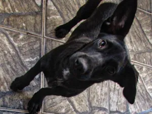 Cachorro raça Srd( porte pequeno) idade 1 ano nome Dandara 