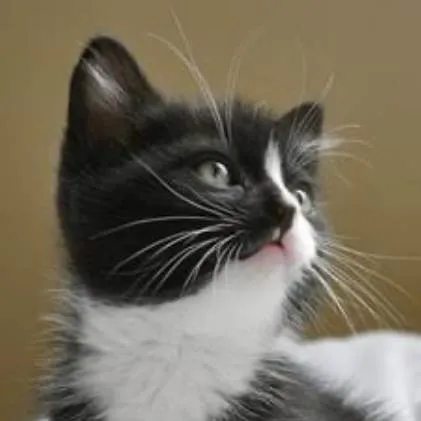 Gato ra a Mestico  idade 2 a 6 meses nome Dudu 
