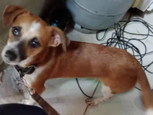 Cachorro raça SRD-ViraLata idade 1 ano nome Jack