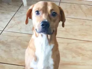 Cachorro raça Srd idade 2 anos nome Liz 