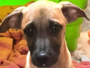 Cachorro raça Mestico  idade 2 a 6 meses nome Fred 