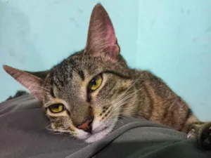 Gato raça SRD-ViraLata idade 7 a 11 meses nome Corey(negativos pra fiv e felv,e castrado)
