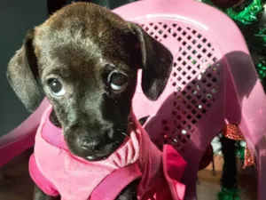 Cachorro raça SRD-ViraLata idade 2 a 6 meses nome Filó