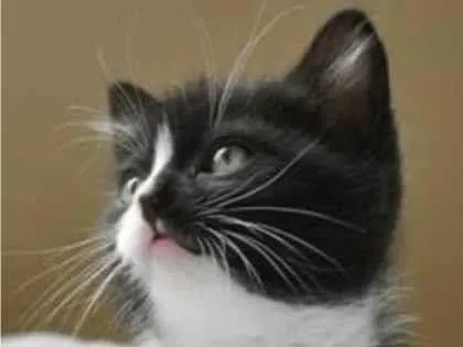Gato ra a Mestico  idade 2 a 6 meses nome Dudu 