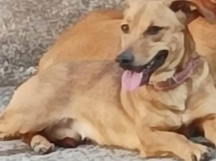 Cachorro ra a Viralata idade 1 ano nome Mel