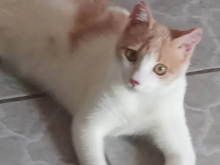 Gato ra a Não identicado idade 1 ano nome Flash