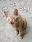Alvin