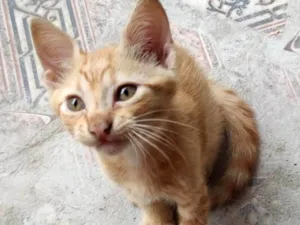 Gato raça SRD-ViraLata idade Abaixo de 2 meses nome Alvin 