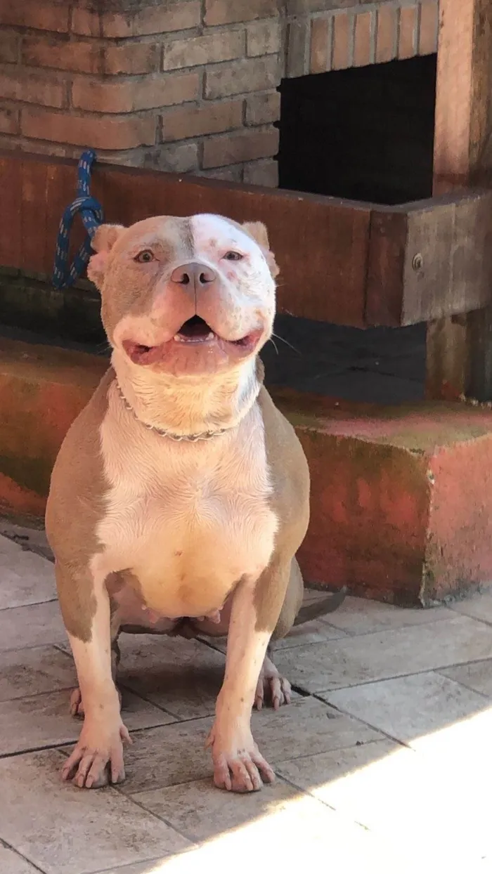 Cachorro ra a Pit-Bull idade 3 anos nome Laurinha 