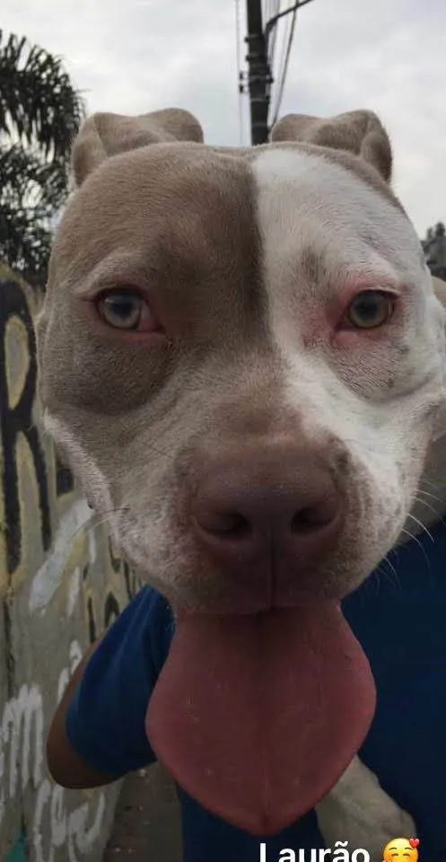 Cachorro ra a Pit-Bull idade 3 anos nome Laurinha 