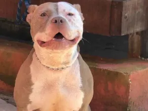 Cachorro raça Pit-Bull idade 3 anos nome Laurinha 