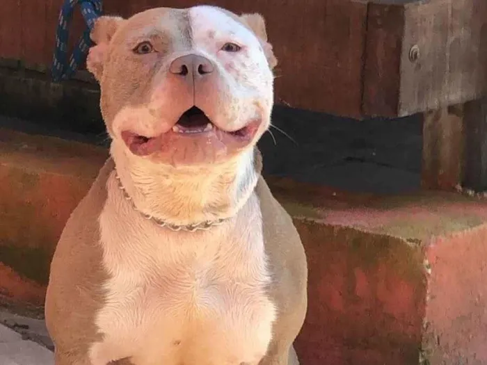 Cachorro ra a Pit-Bull idade 3 anos nome Laurinha 