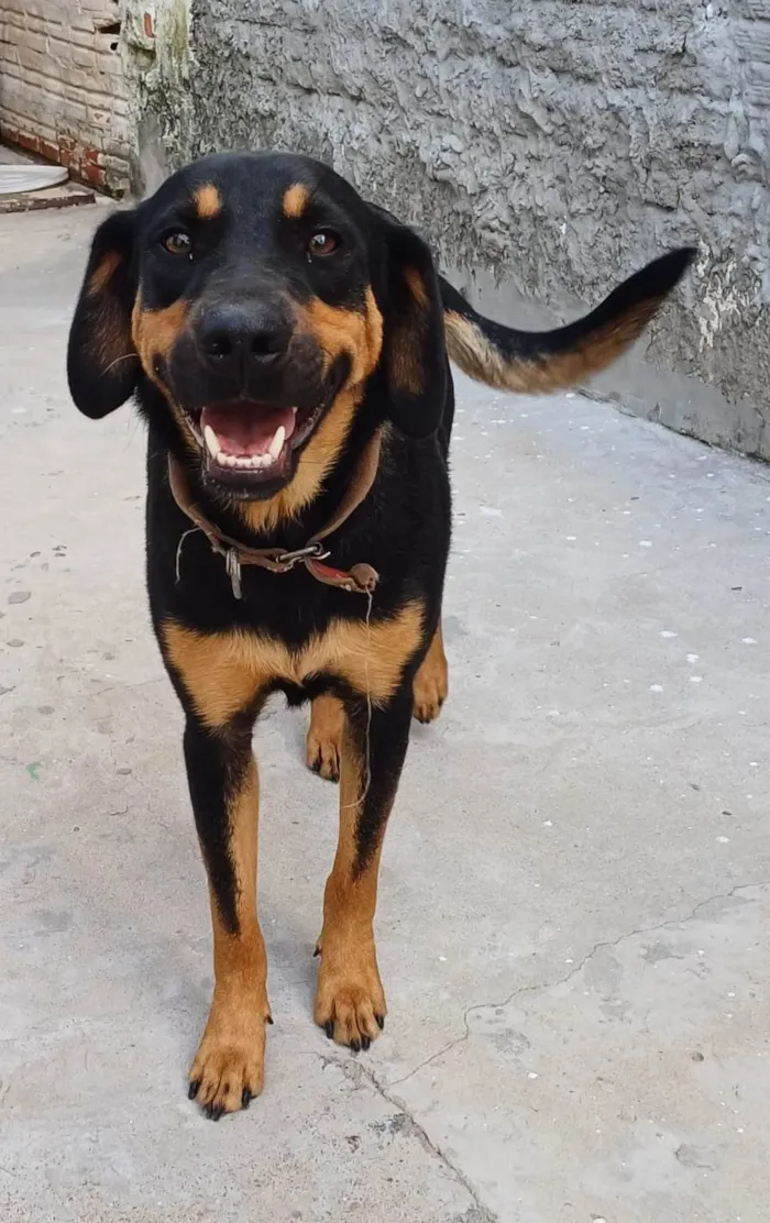 Cachorro ra a SRD-ViraLata idade 1 ano nome ALADIN