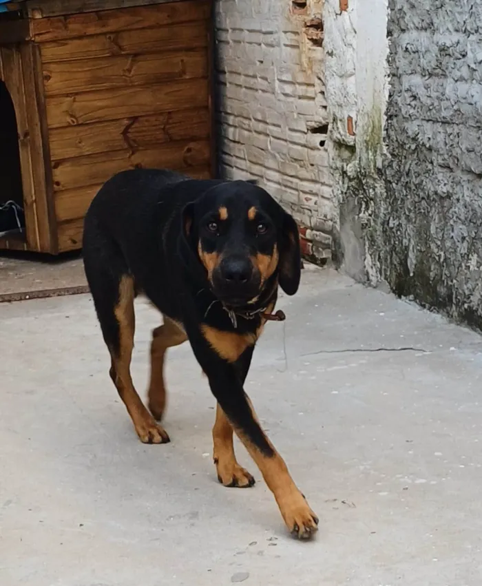 Cachorro ra a SRD-ViraLata idade 1 ano nome ALADIN