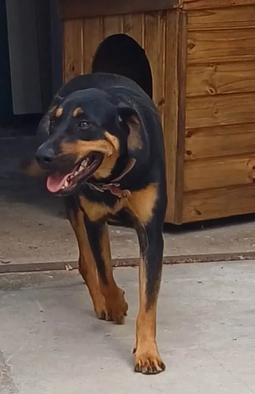 Cachorro ra a SRD-ViraLata idade 1 ano nome ALADIN