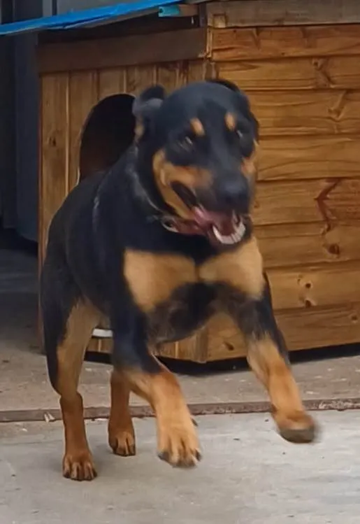 Cachorro ra a SRD-ViraLata idade 1 ano nome ALADIN