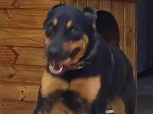 Cachorro ra a SRD-ViraLata idade 1 ano nome ALADIN