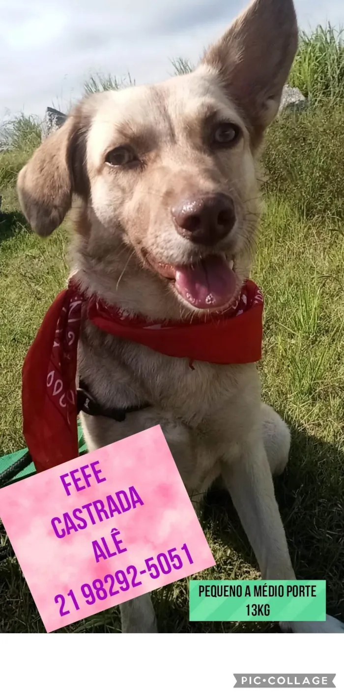 Cachorro ra a SRD-ViraLata idade 1 ano nome Fefé