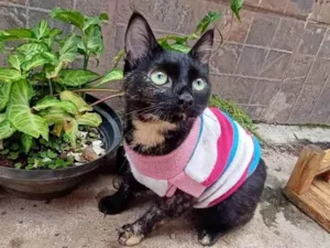 Gato raça SRD-ViraLata idade 2 a 6 meses nome Escaminha 