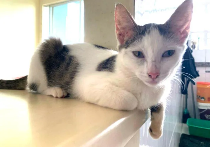 Gato ra a SRD-ViraLata idade 2 a 6 meses nome Mia