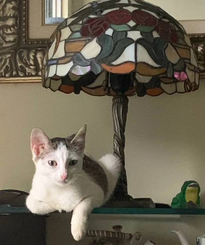 Gato ra a SRD-ViraLata idade 2 a 6 meses nome Mia