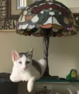 Mia