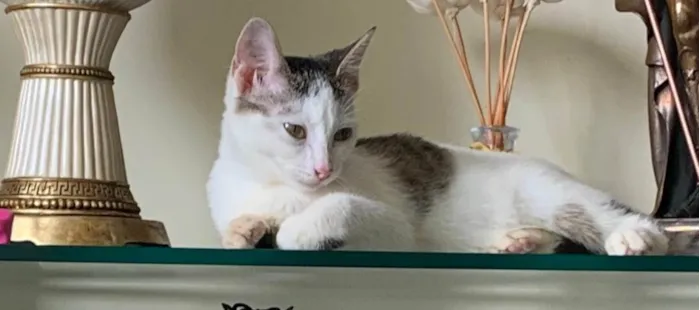 Gato ra a SRD-ViraLata idade 2 a 6 meses nome Mia