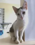 Mia