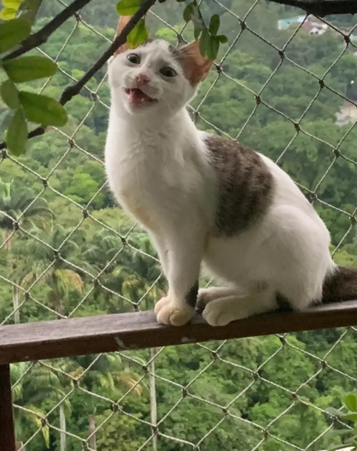 Gato ra a SRD-ViraLata idade 2 a 6 meses nome Mia