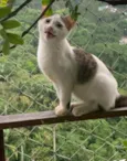 Mia