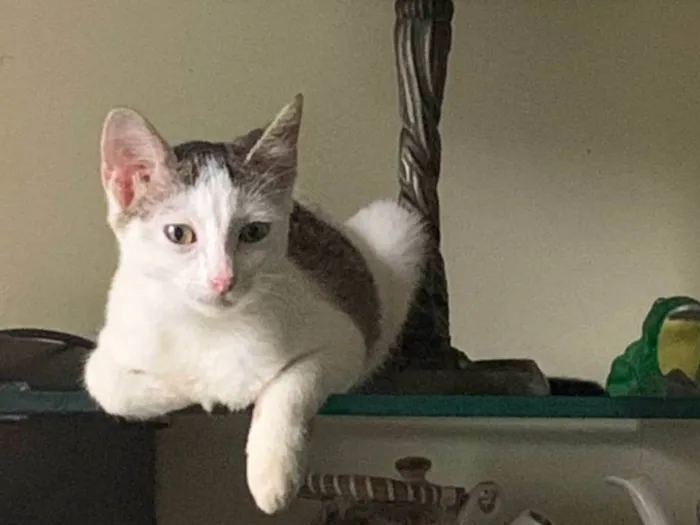 Gato ra a SRD-ViraLata idade 2 a 6 meses nome Mia