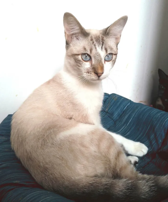 Gato ra a SRD-ViraLata idade 1 ano nome Nino
