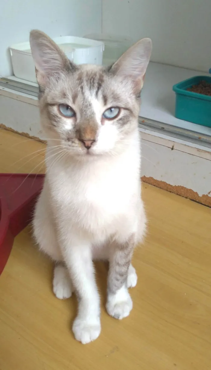 Gato ra a SRD-ViraLata idade 1 ano nome Nino
