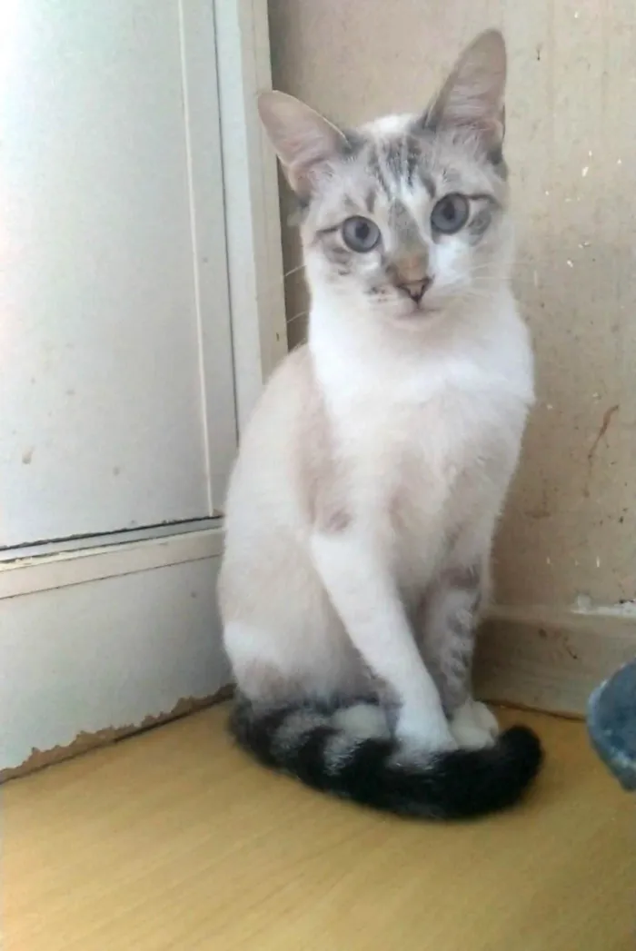 Gato ra a SRD-ViraLata idade 1 ano nome Nino