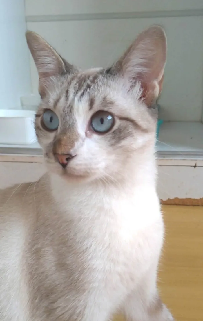 Gato ra a SRD-ViraLata idade 1 ano nome Nino