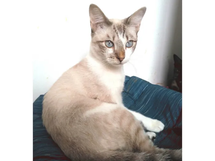 Gato ra a SRD-ViraLata idade 1 ano nome Nino