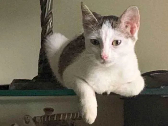 Gato ra a SRD-ViraLata idade 2 a 6 meses nome Mia