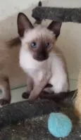 Ivy