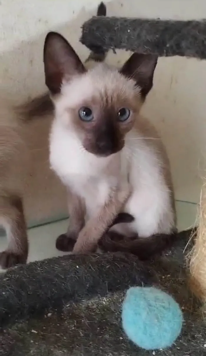 Gato ra a SRD- " Sialata" idade 2 a 6 meses nome Ivy