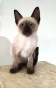 Ivy