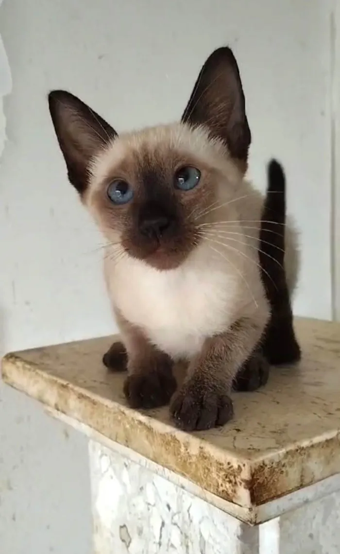 Gato ra a SRD- " Sialata" idade 2 a 6 meses nome Ivy
