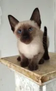 Ivy