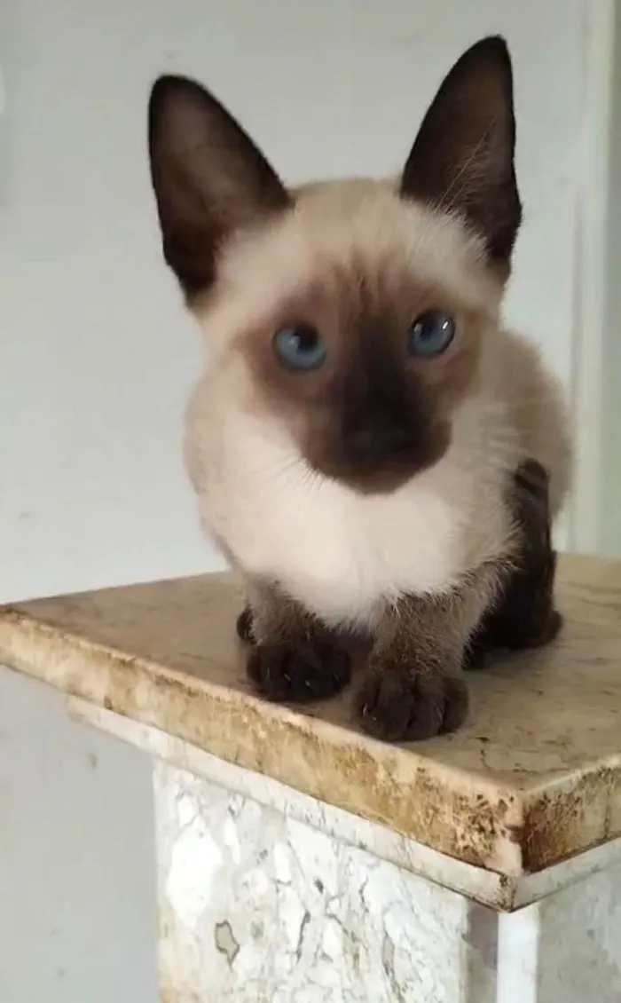 Gato ra a SRD- " Sialata" idade 2 a 6 meses nome Ivy