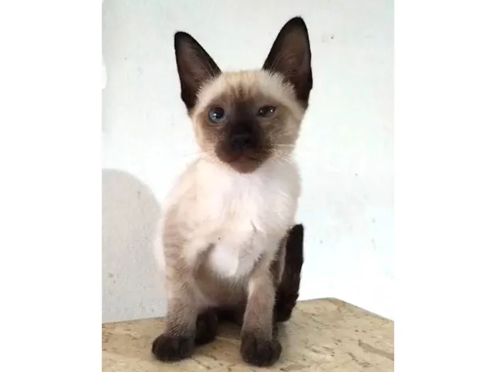 Gato ra a SRD- " Sialata" idade 2 a 6 meses nome Ivy