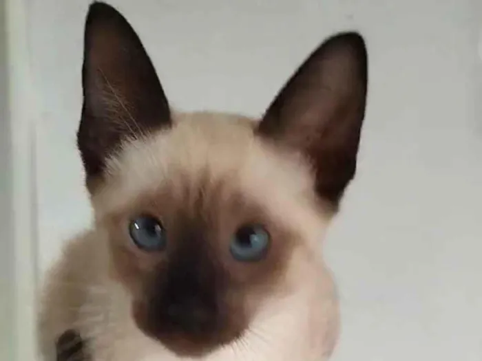 Gato ra a SRD- " Sialata" idade 2 a 6 meses nome Ivy