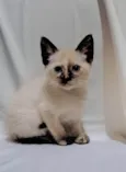 Miah